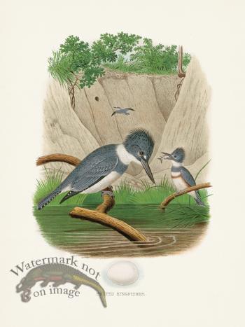 Thomas Gentry Bird 01